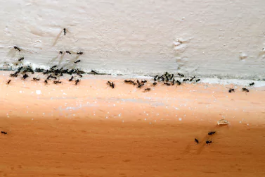 Ant Control Greenvale