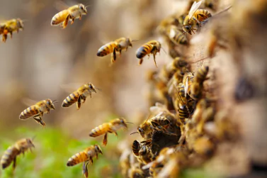 Bees Control Greenvale