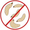 Maggot Control Greenvale