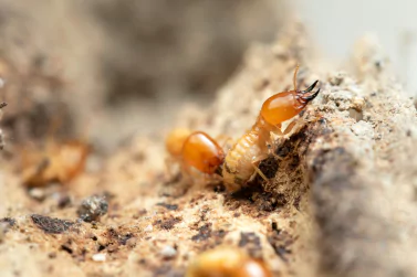 Termite Control Greenvale