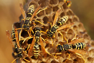 Wasp Control Greenvale